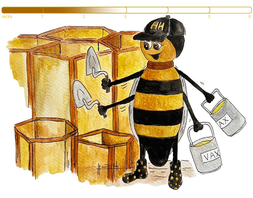 Mitt liv som arbetsbi_bygger vaxceller