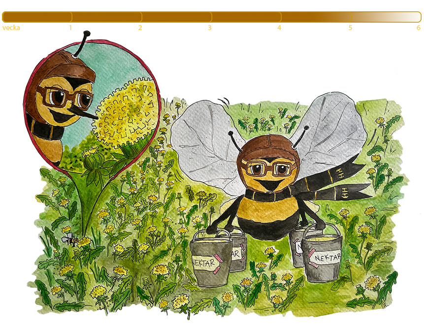 Mitt liv som arbetsbi_samlar nektar